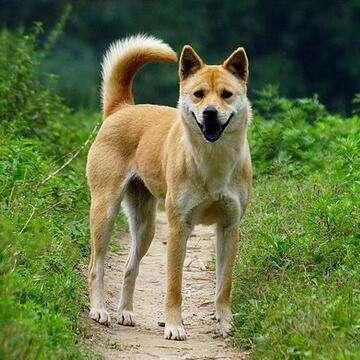 特斯拉叫拓速乐?CR-V叫思威?盘点那些奇葩的汽车中文名