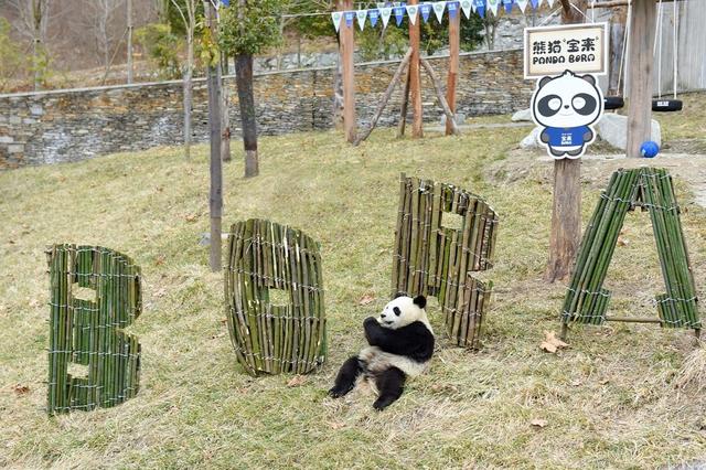 感受幸福的模样 一汽-大众“熊猫宝来幸福联萌”计划暖心开启